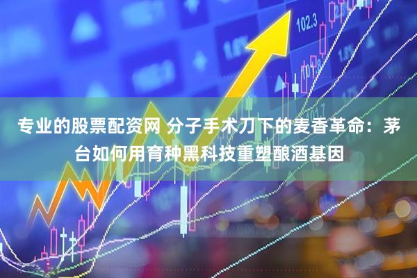专业的股票配资网 分子手术刀下的麦香革命：茅台如何用育种黑科技重塑酿酒基因